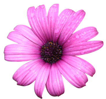 pngtree wet flower floral flower beauty png image 13252883